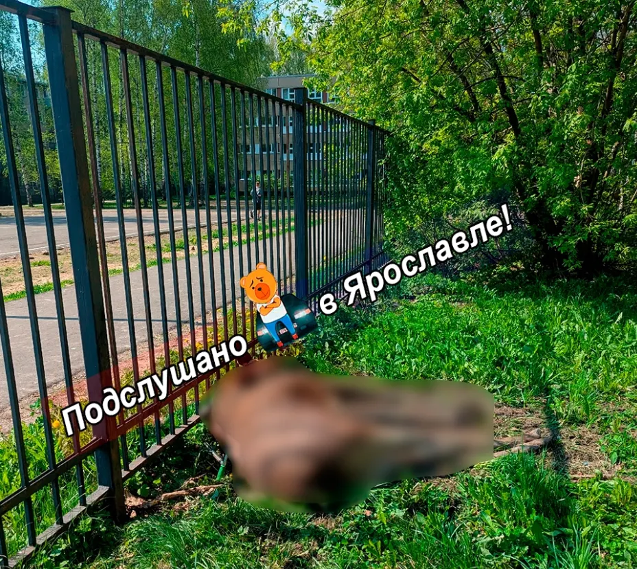 В Ярославле лось скончался на пришкольной территории