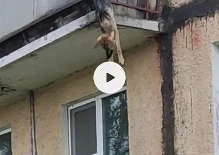 «Жертва концлагеря»: под Ярославлем спасли свисающую с балкона собаку   