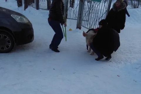 Похождения свиньи в Ярославле: очередная хрюшка гуляла по улицам