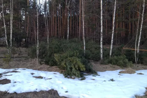 В Ярославле вырубают зеленые насаждения