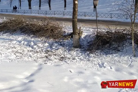 В Ярославле с болезнью деревьев решили бороться кардинально – вырубкой