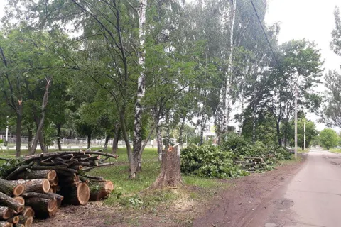 Ярославцы возмущены «лесоповалом» в рамках нацпроекта БКД