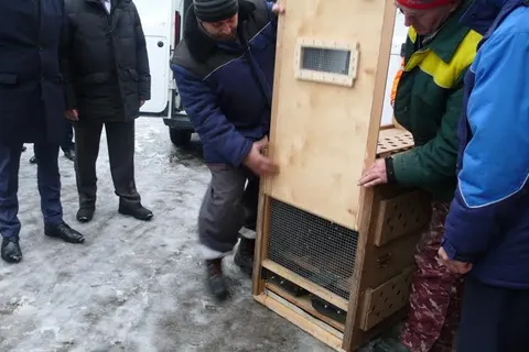 Ярославский зоопарк отправил в Иваново двух белых львят