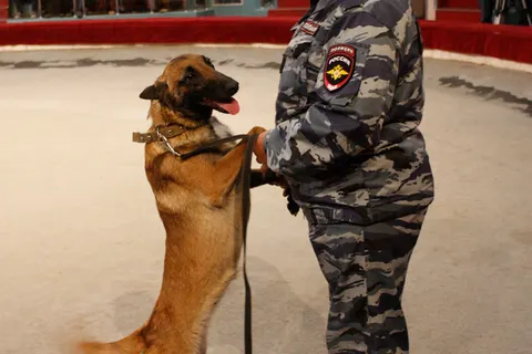 В Ярославле на манеже цирка выступили собаки-бойцы