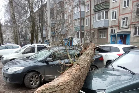 В Ярославле на припаркованные на газоне машины рухнуло дерево