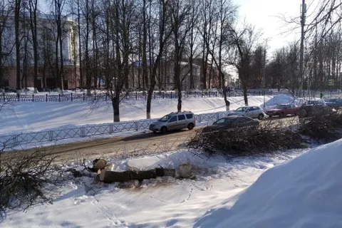 В Ярославле с болезнью деревьев решили бороться кардинально – вырубкой
