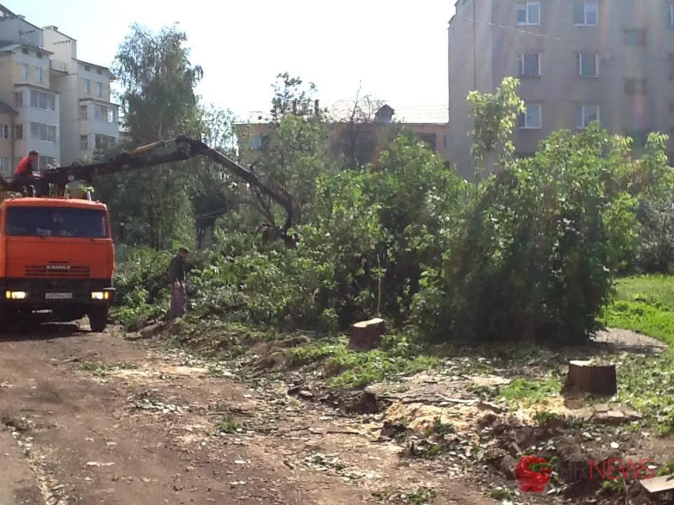 Во дворах Ярославля идет тотальная вырубка деревьев