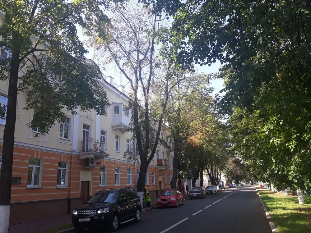 Ярославская набережная через пару лет: вместо лип – скелеты