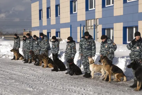 В Ярославле двумя боевыми медалями наградили овчарку