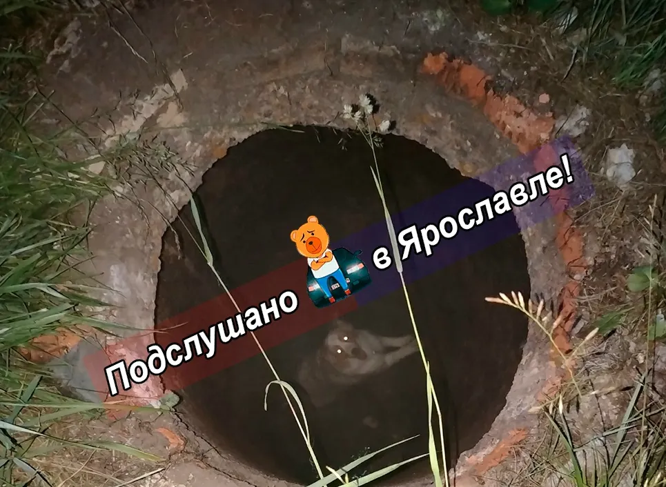 В Ярославле собака провалилась в открытый люк