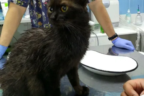 От голода едят собственных котят: в Ярославле спасают обитателей котоквартиры