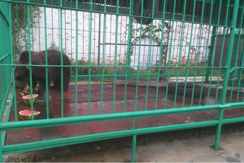 Медведица Маша предсказала явку на выборах в Ярославле