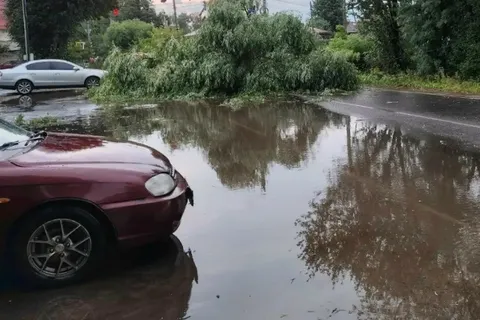 Сильный ветер продолжает ломать деревья в Ярославской области