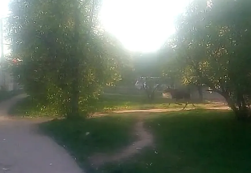 По проспекту Дзержинского в Ярославле бегал лосенок: видео