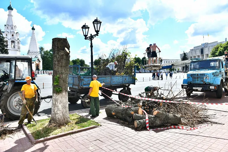 В Ярославле на Советской площади взамен спиленных лип посадят новые