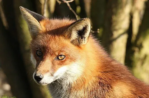 В Рыбинском районе бешеная лиса забралась на территорию предприятия