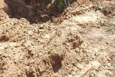 В Ярославле вырубают столетние деревья Воздвиженского бора