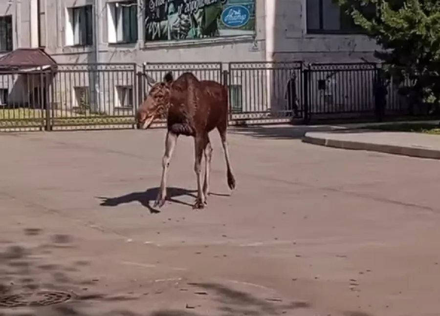 В Рыбинске лось пришел в суд