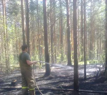 Лесной пожар в Ярославском районе потушен
