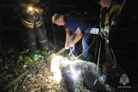 В Костроме полиция и МЧС сняли с дерева медведя