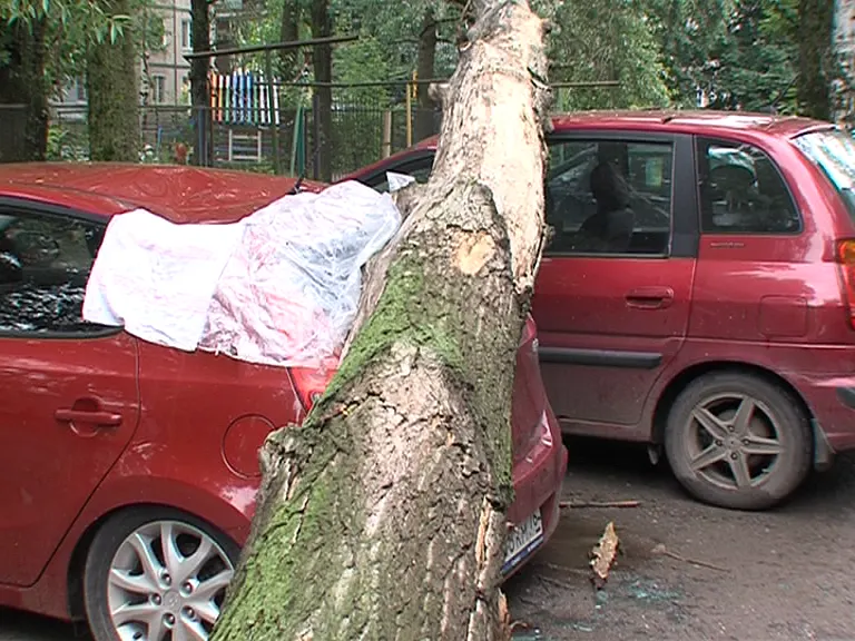 В Ярославле от сильного ветра деревья падали прямо на машины