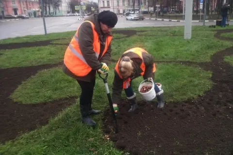 В Ярославле высаживают 20 тысяч луковиц тюльпанов
