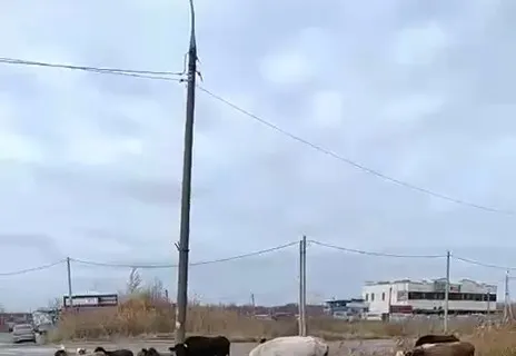 В Ярославле жильцы вызвали МЧС, испугавшись быков на Ленинградском проспекте