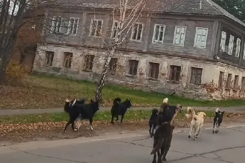 В Ярославской области появился «город бродячих псов»