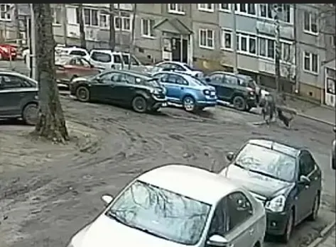 В Ярославле возбудили уголовное дело по нападению собак на ребенка