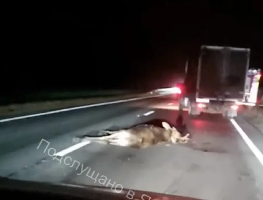 Под Ярославлем внедорожник сбил лося