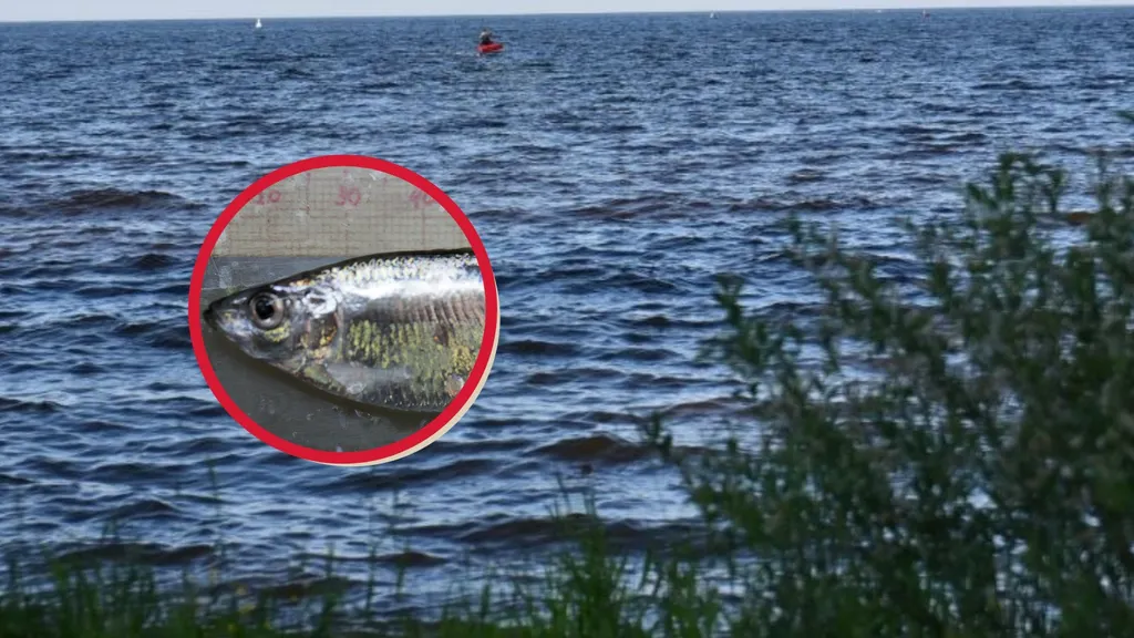 Черноморская тюлька стала видом-доминантом в Рыбинском водохранилище