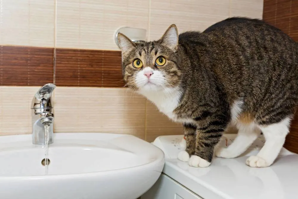В Ярославле начались отключения горячей воды