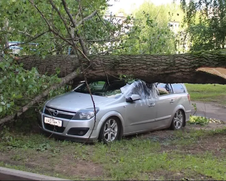 В Заволжском районе Ярославле дерево упало на машину
