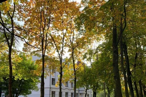 В Ярославле для организации парковки вырубили клены