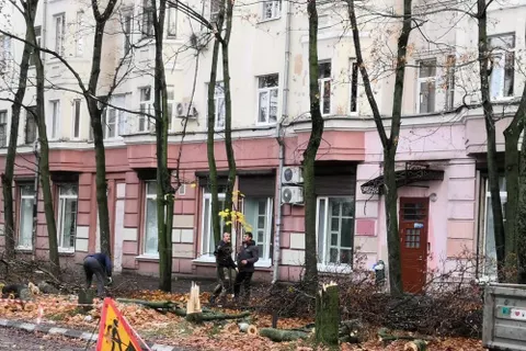 В Ярославле для организации парковки вырубили клены