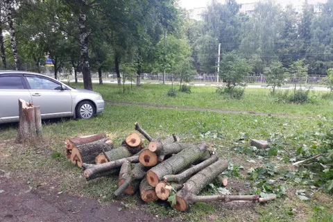 Ярославцы возмущены «лесоповалом» в рамках нацпроекта БКД