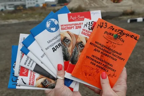 В Ярославле будут раздавать бездомных животных с ветеринарными паспортами