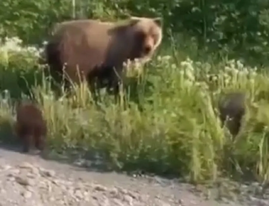 Ярославцев пугают медведицей на дороге