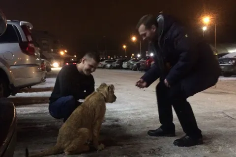  В Ярославской области по заснеженным улицам гулял львенок