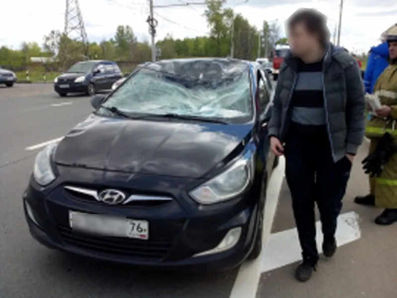 В Ярославле заблудившийся лось спровоцировал ДТП