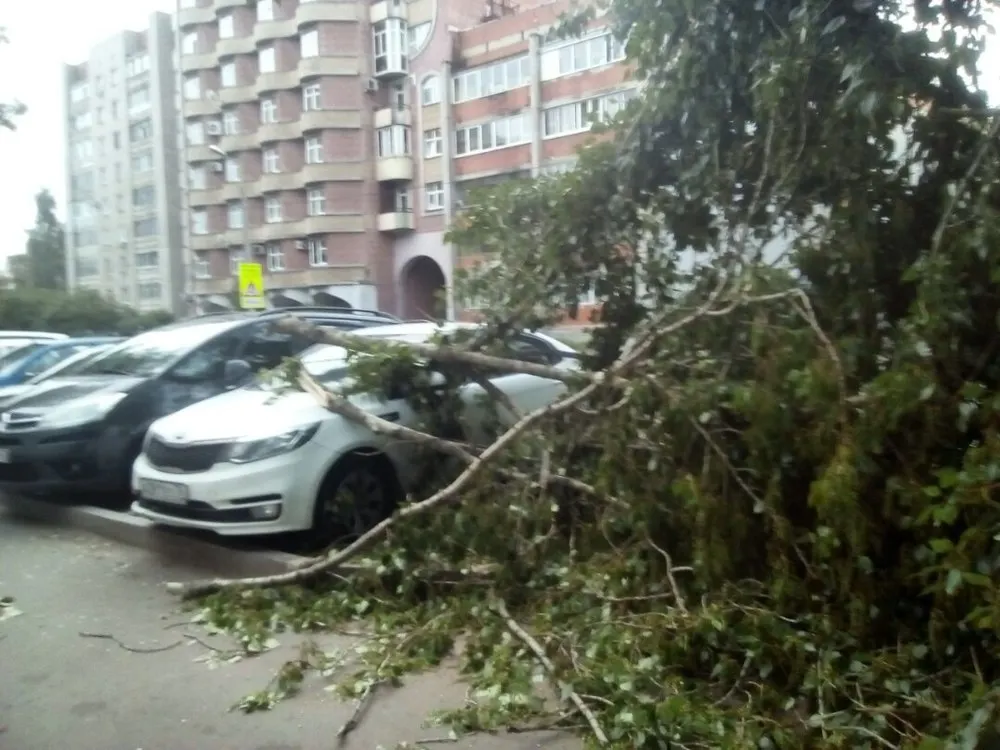 В центре Ярославля на припаркованную иномарку упало дерево