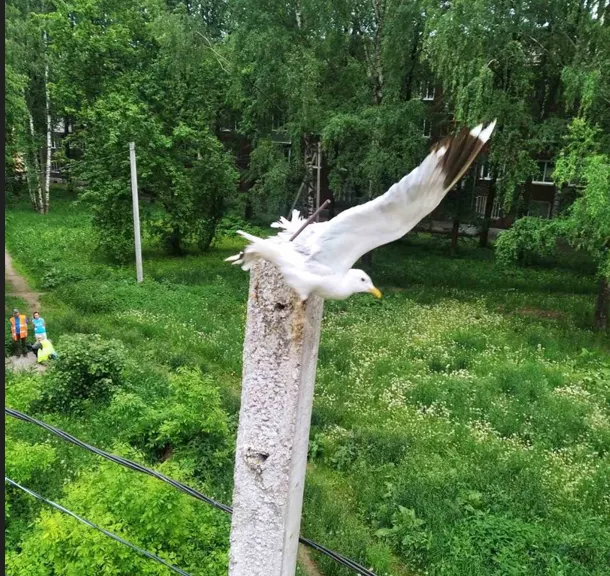 В Ярославле спасатели помогли чайке