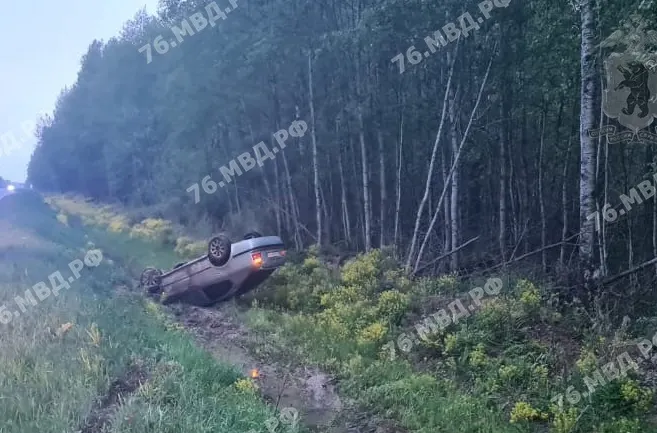 В Ярославской области «Шкода» сбила лося и перевернулась