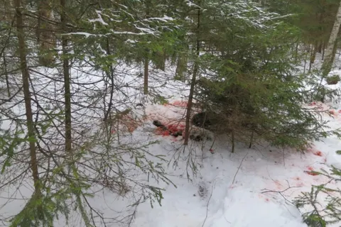 В Ярославской области произведен незаконный отстрел трех лосей