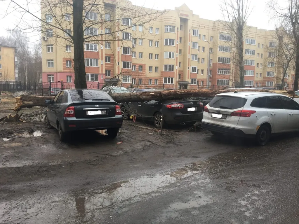 В Ярославле на припаркованные на газоне машины рухнуло дерево