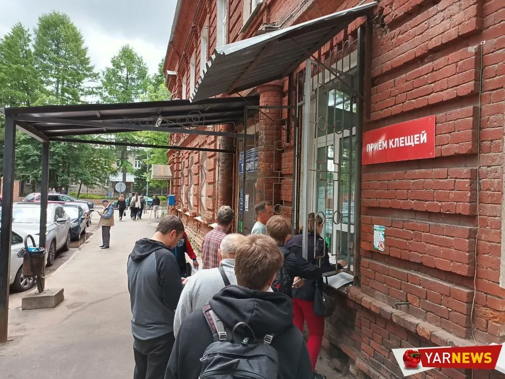 В Ярославской области за неделю клещи покусали более 600 человек