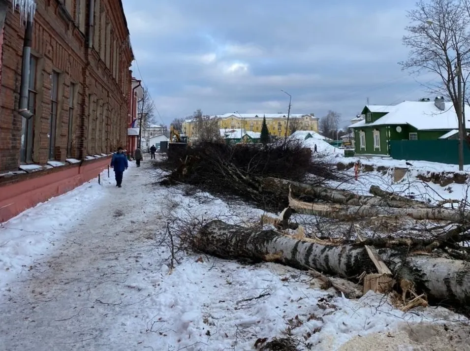 Жители Углича недовольны массовым спиливанием деревьев