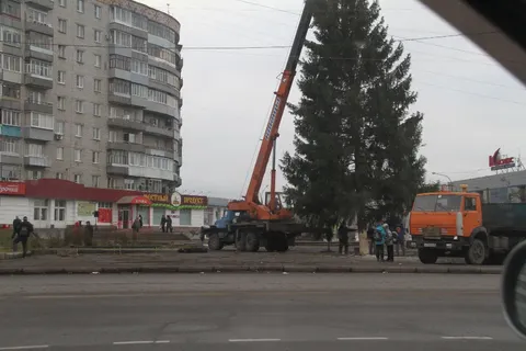 В Рыбинске установили живую ель