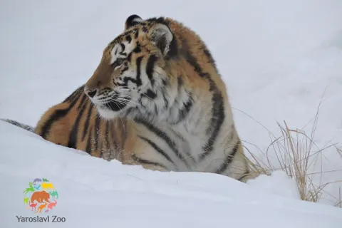 Амурская тигрица Яшма освоилась в Ярославском зоопарке