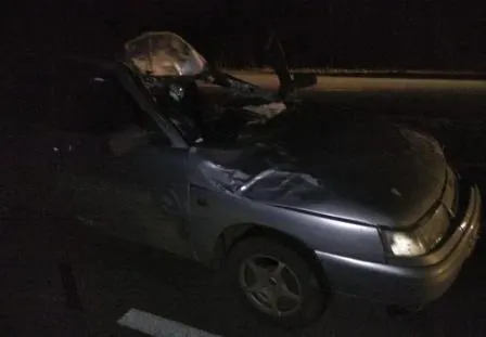 ДТП с лосем в Рыбинске: двое мужчин госпитализированы